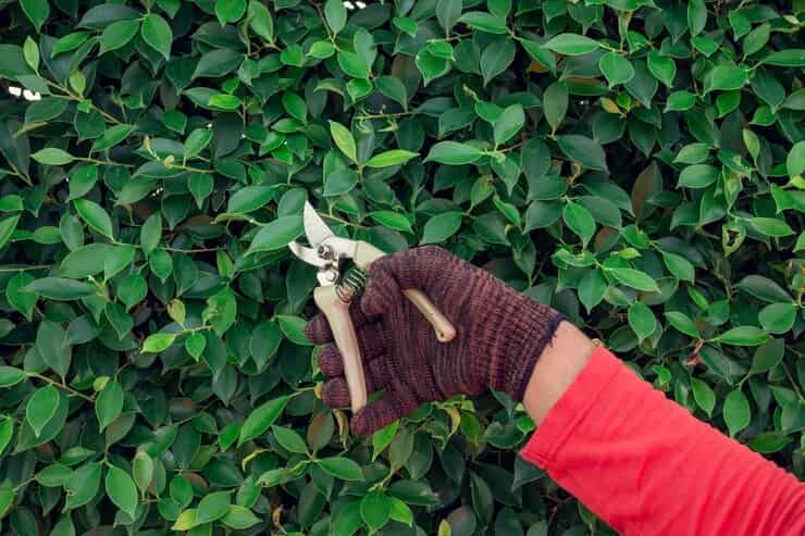 خرید قیچی باغبانی دستی و قیمت فروش استثنایی